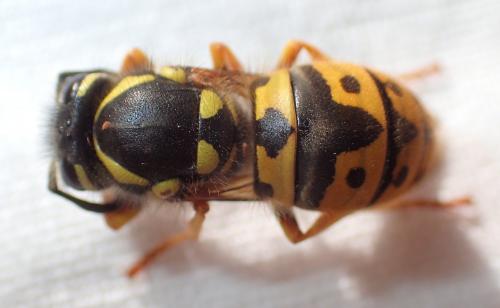 Vespula germanica